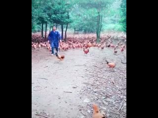 chicken leader